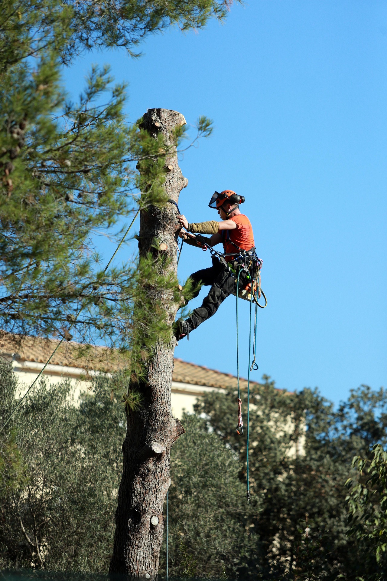 Signs of tree health problems